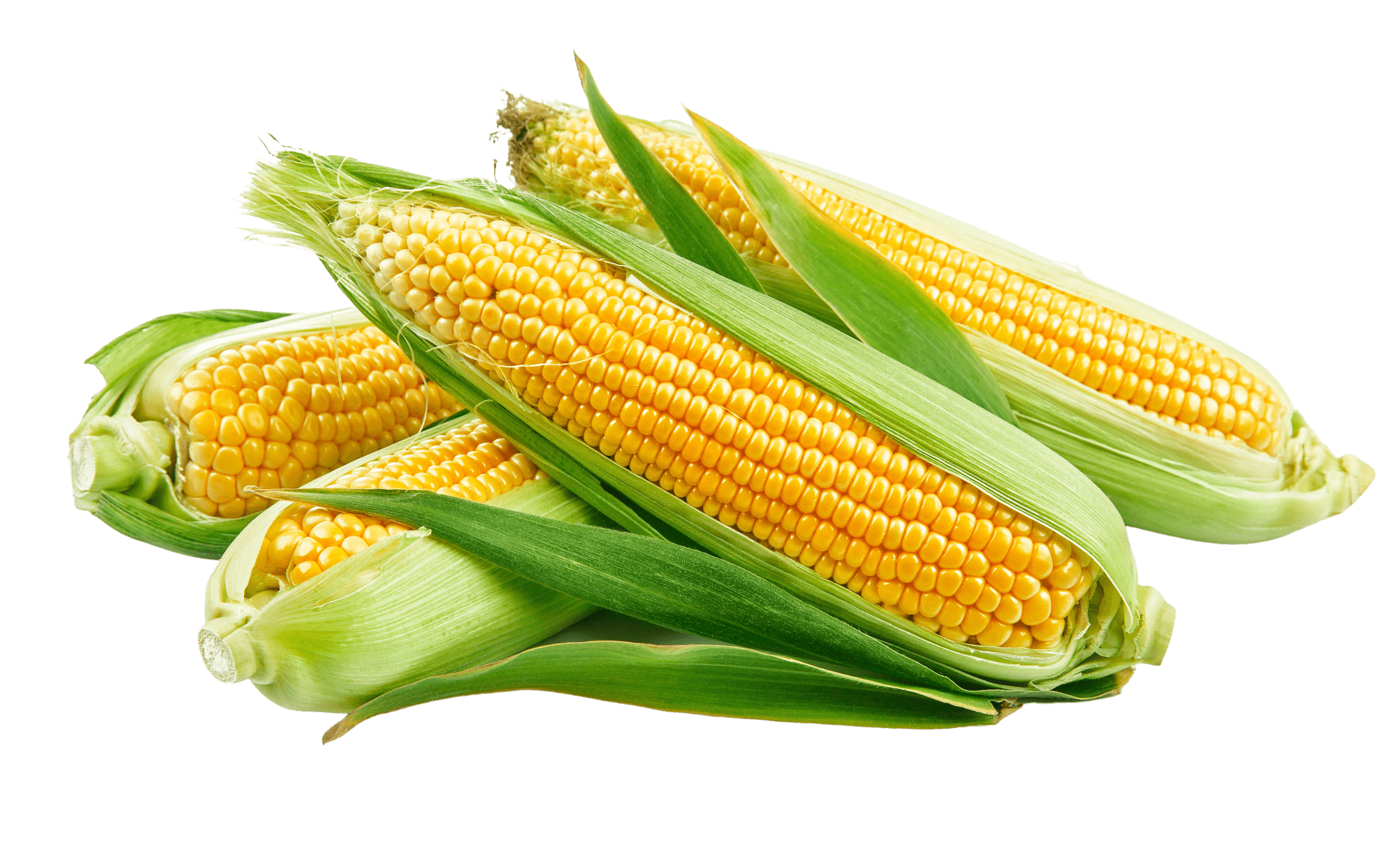 Corn ears