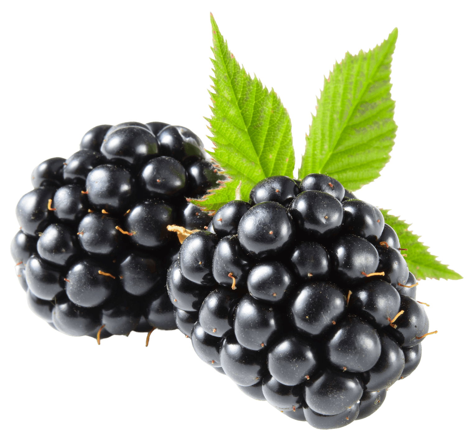 Blackberry crops