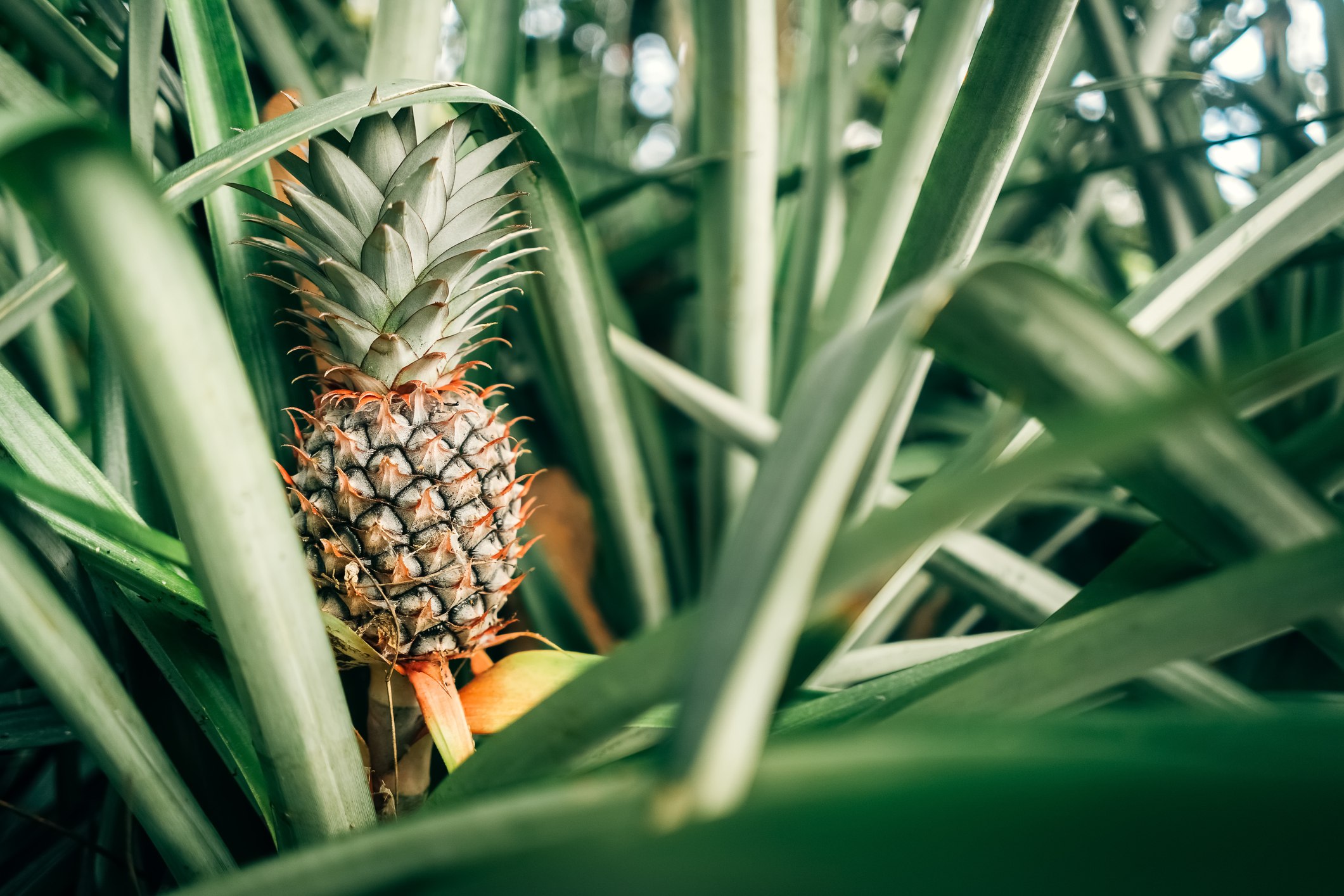 Pineapple in farm nature background. Tropical fruit food concept. Vintage tone filter effect color style.