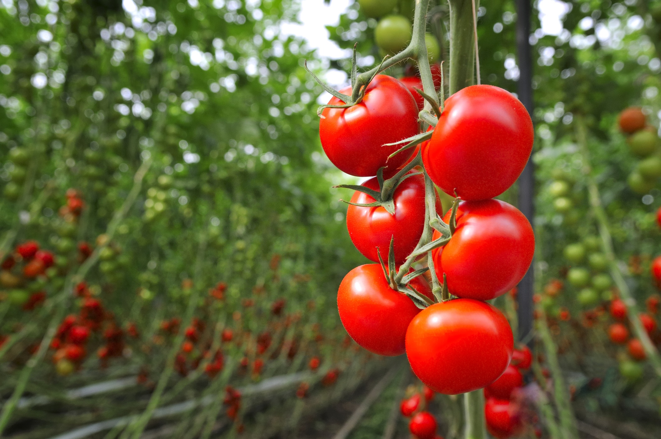 Tomato Greenhouse