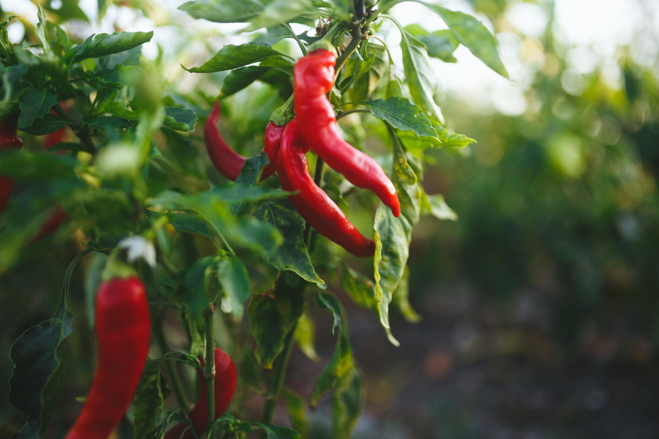 Red peppers in the garden