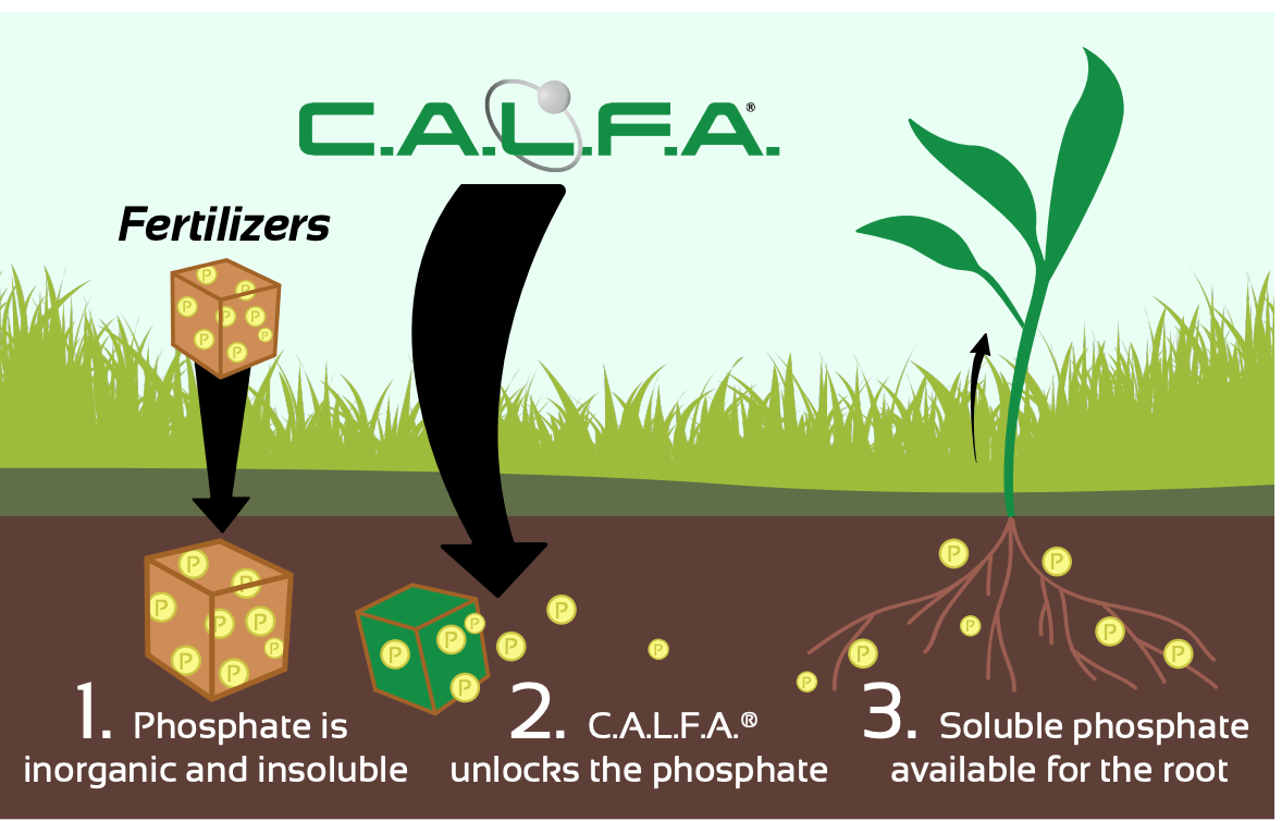 CALFA graphic