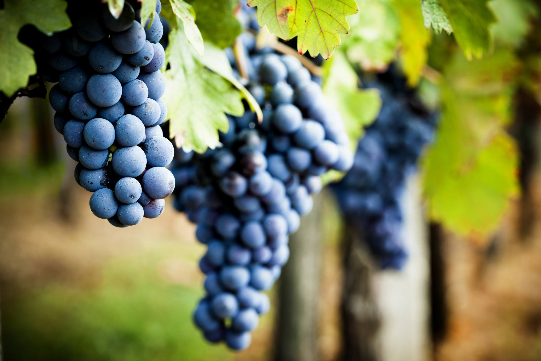 Grapevine in autumn