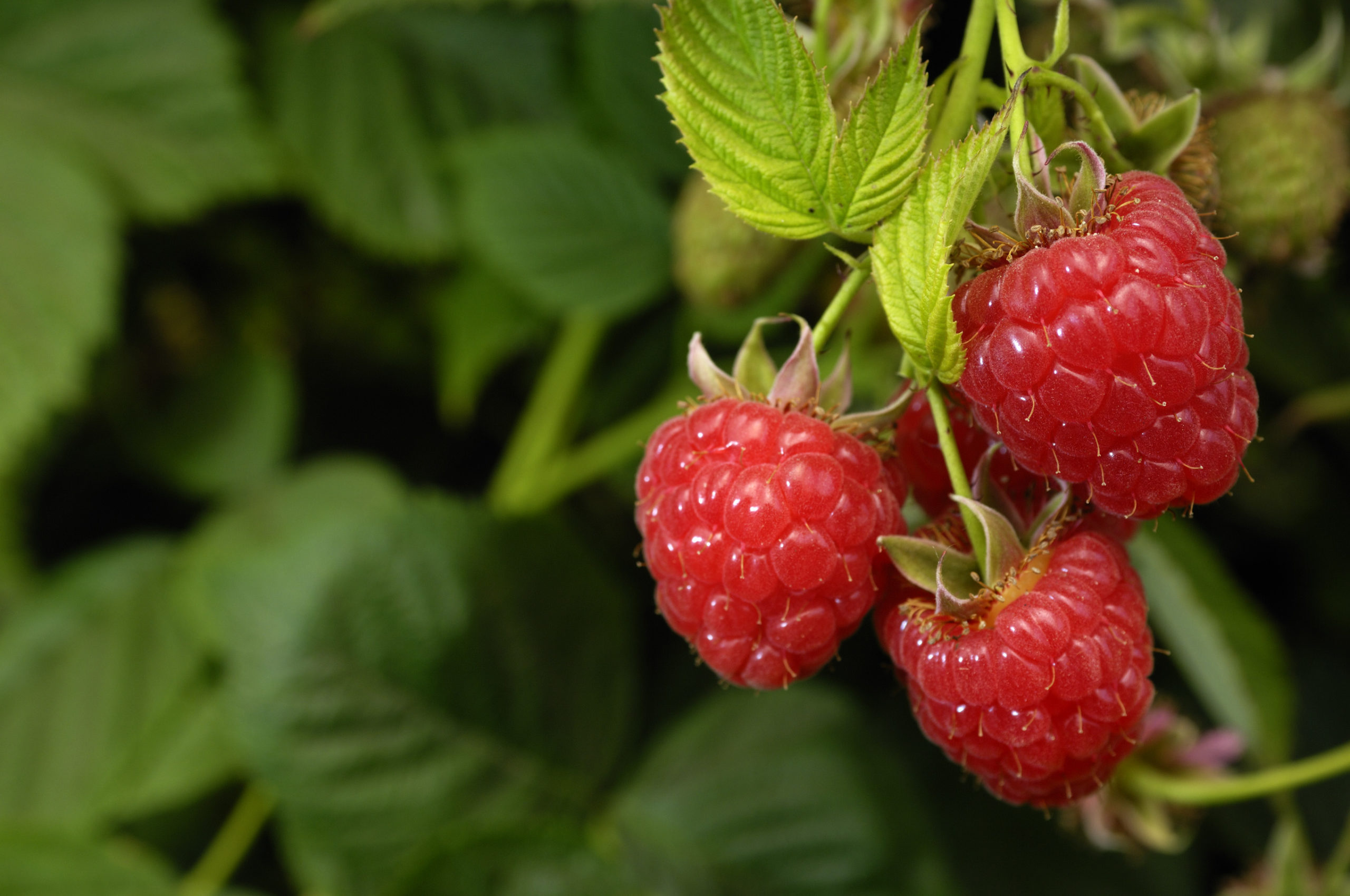 Close-up of Ripening Raspberries on the vine