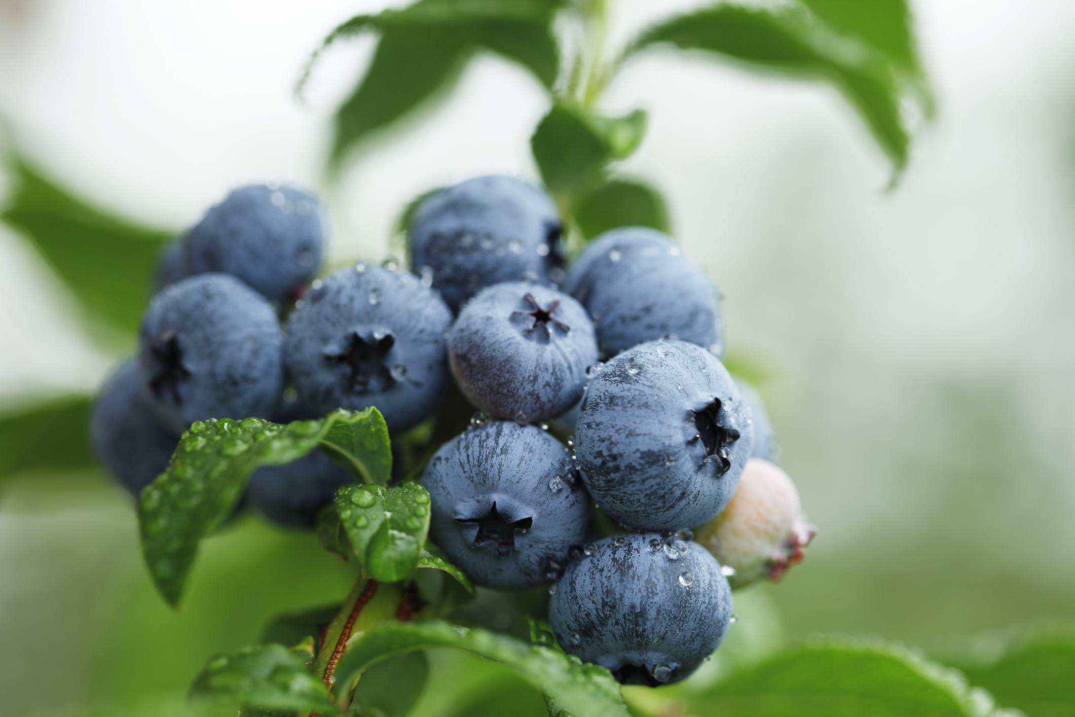 Real Southern highbush blueberry
