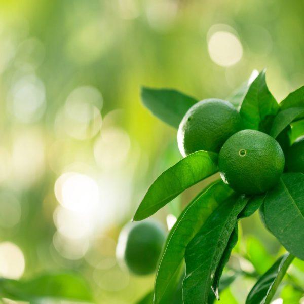 Green lemon tree