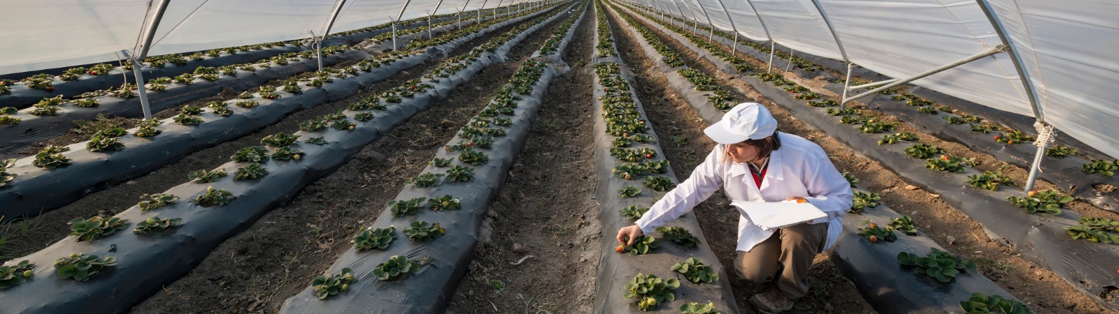 Agricultural Engineer observing product growth in a greenhouse