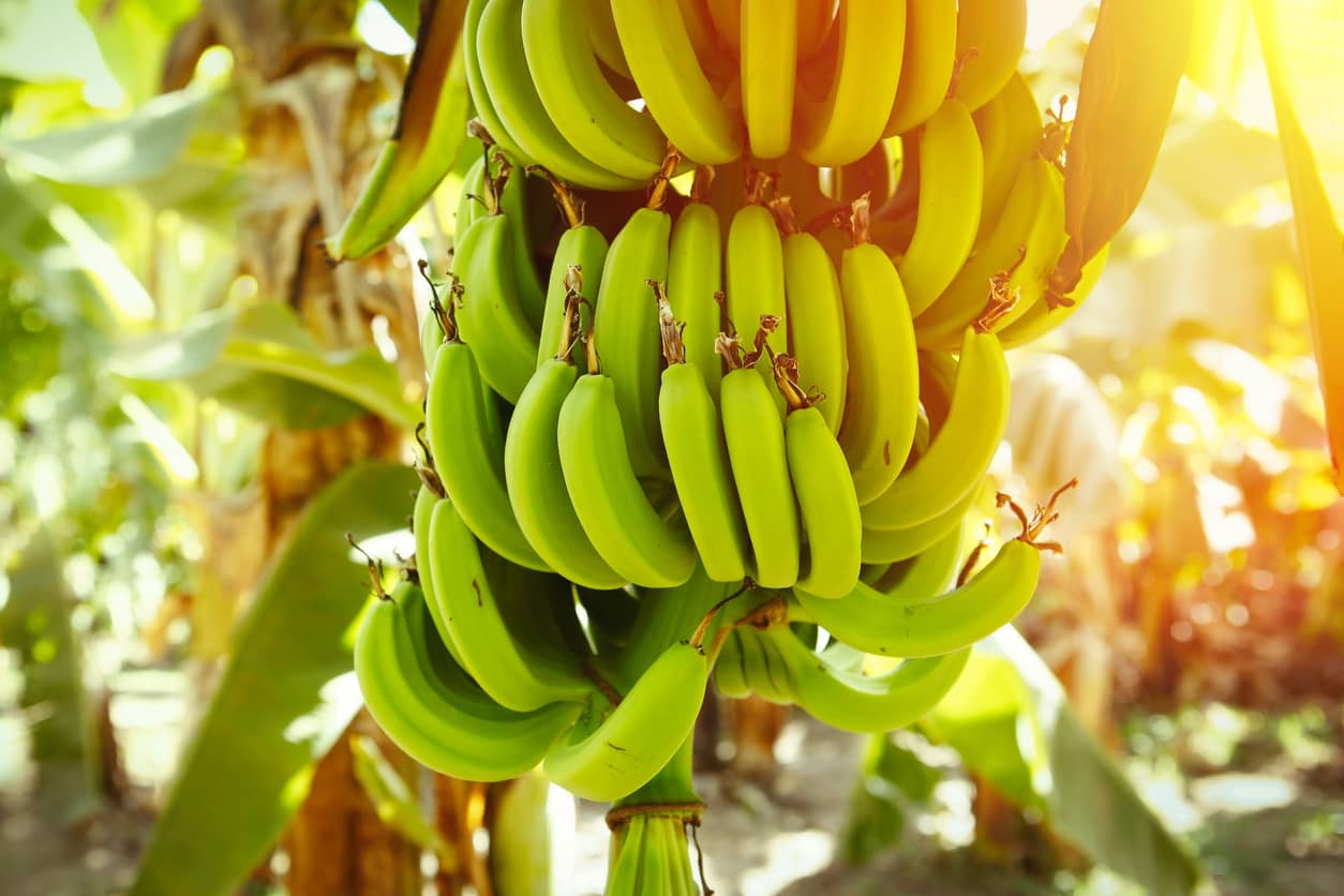 Banana tree