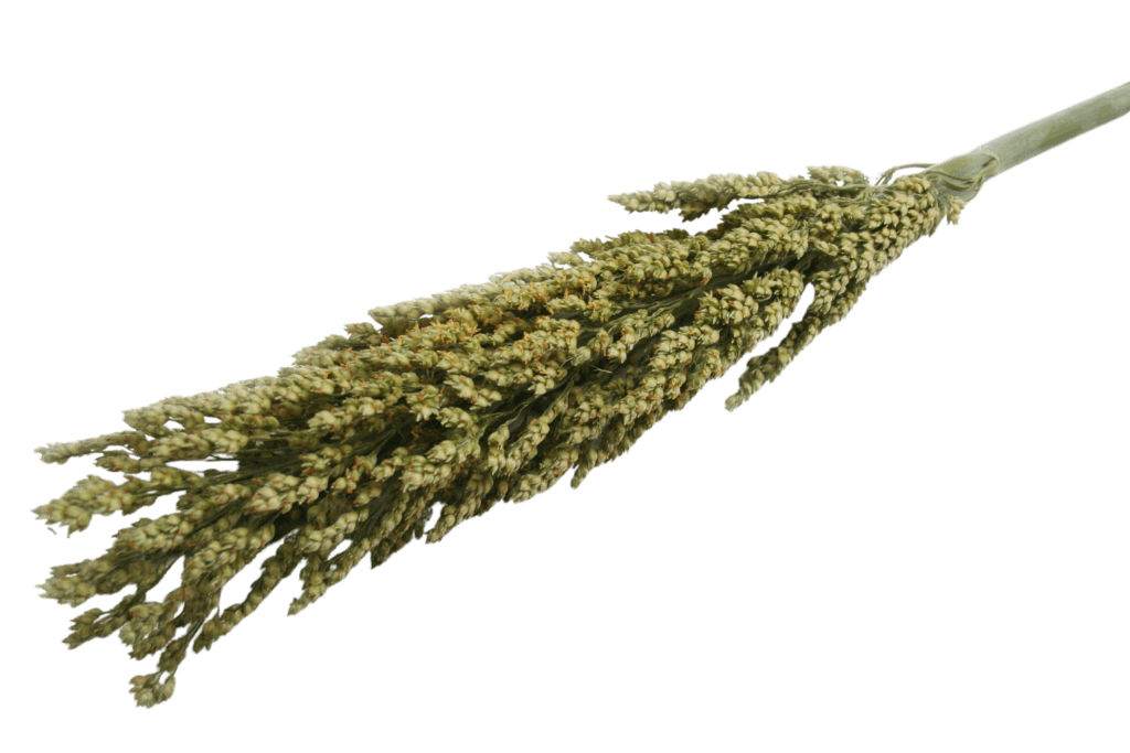 grain stalk