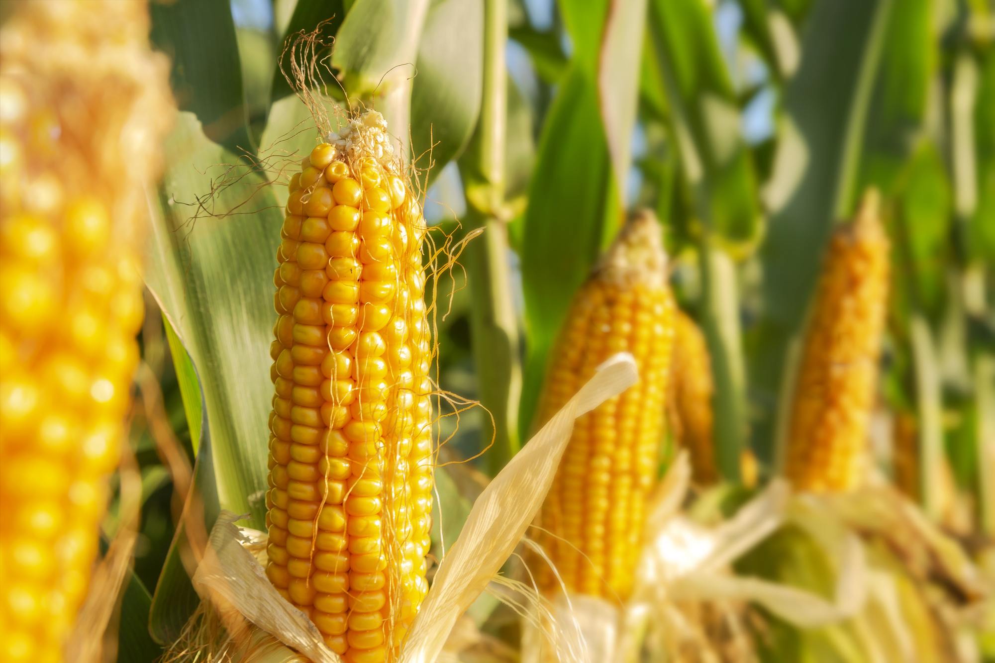 Corn ears in the field