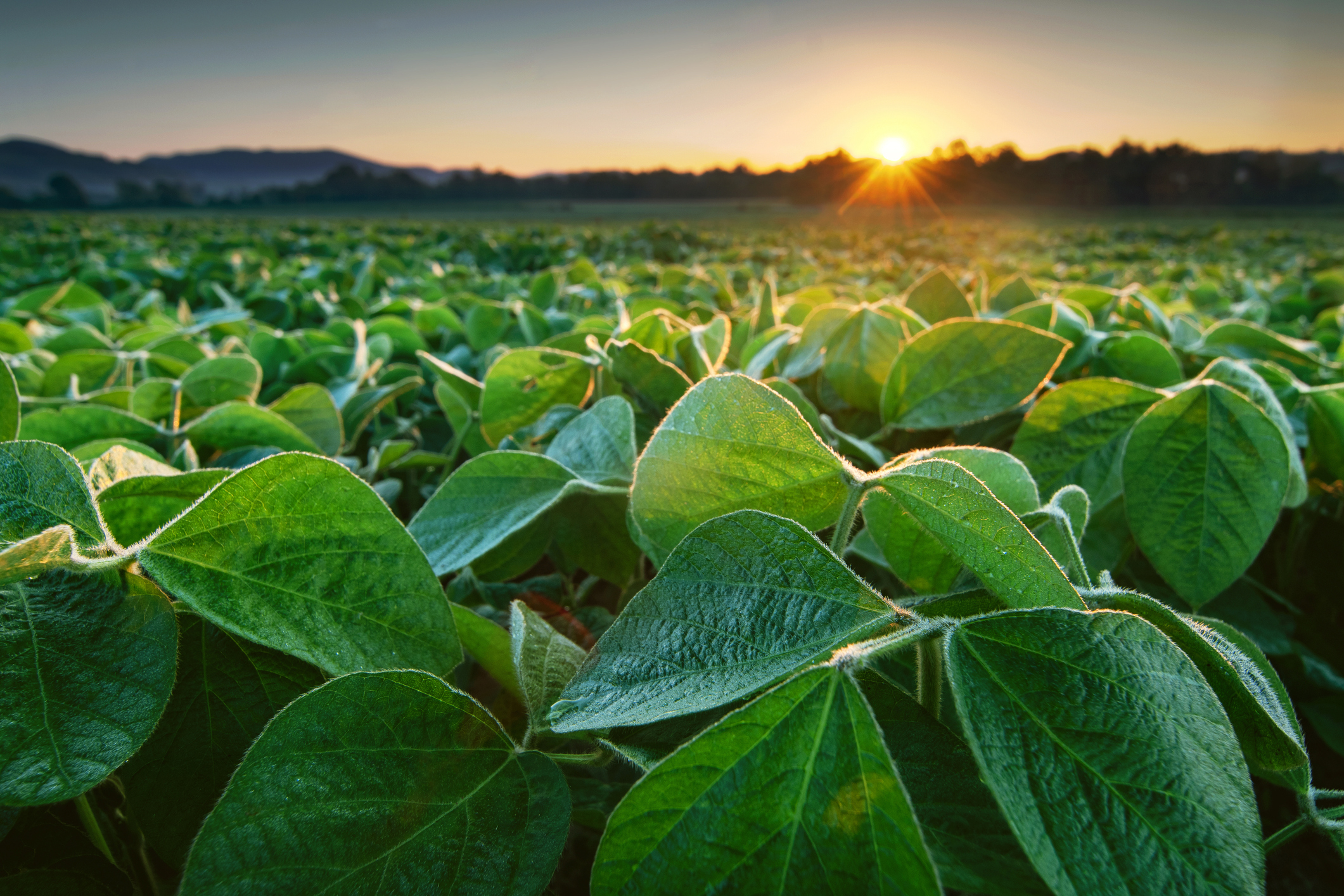 Soy field lit by early morning sun