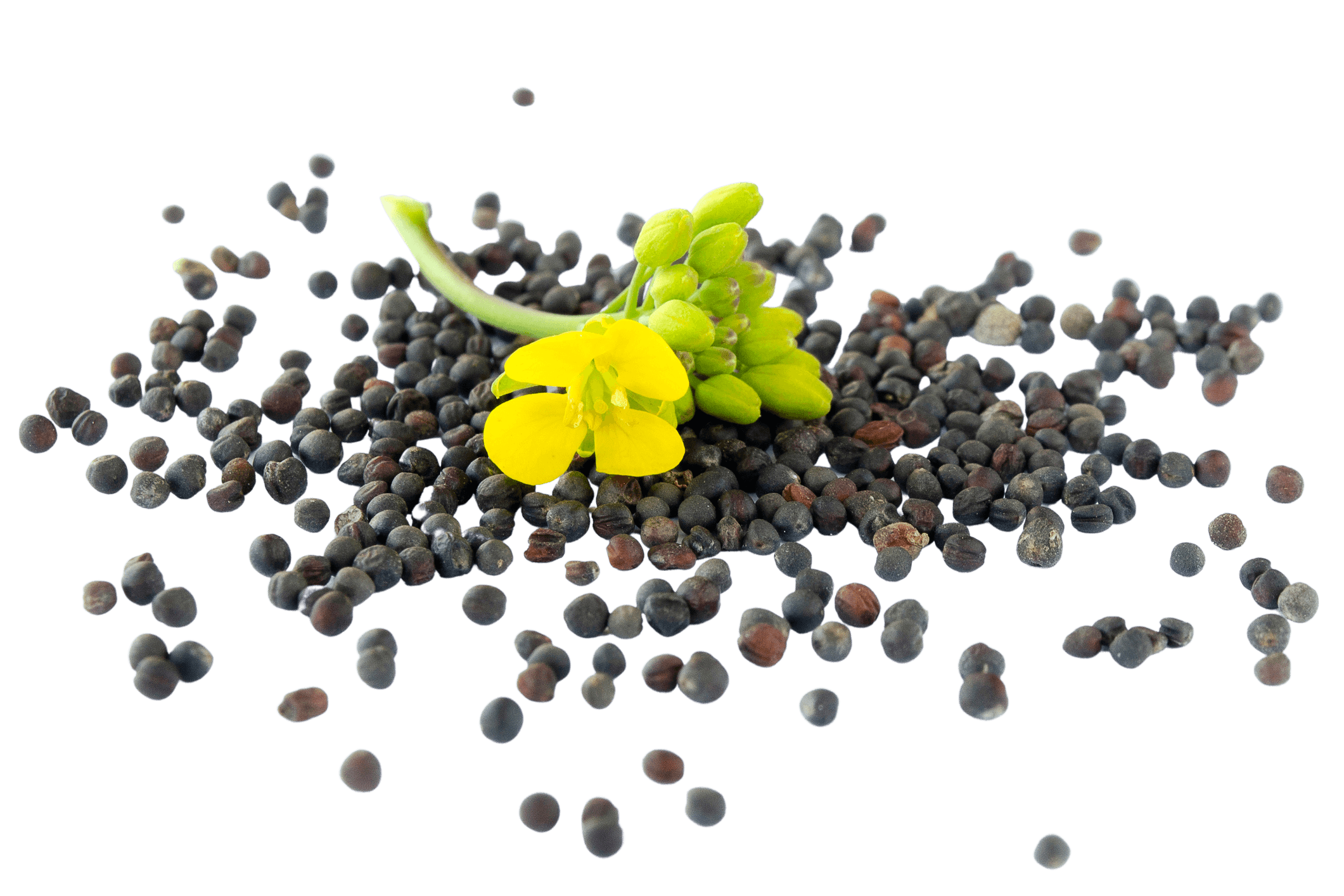 Canola seed