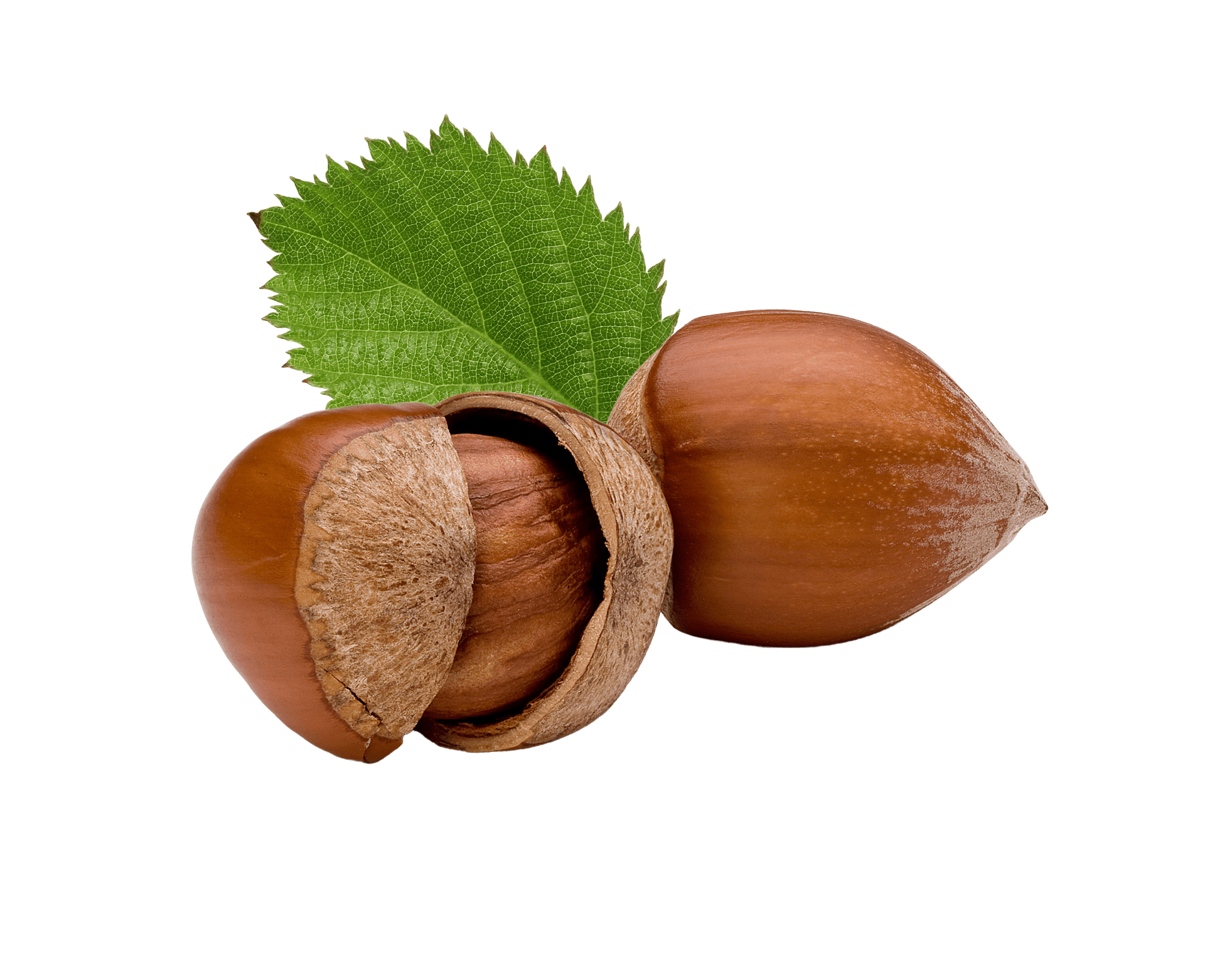 Hazelnuts