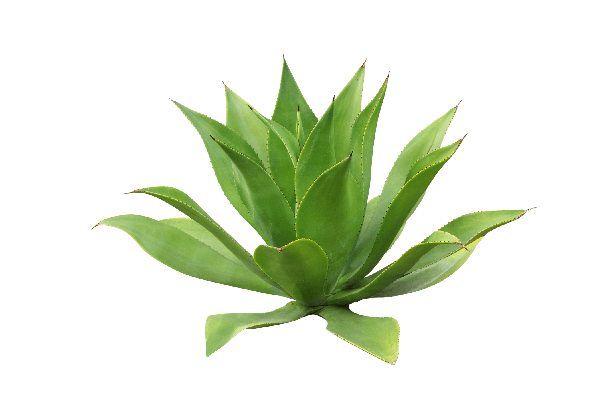 Agave plant