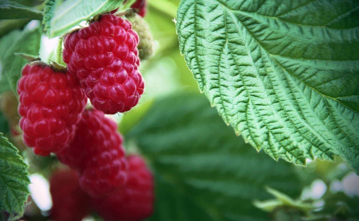 raspberries on the vine