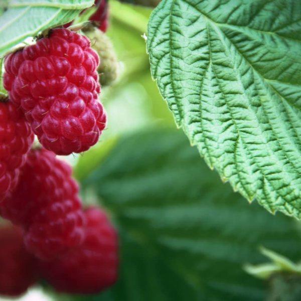 raspberries on the vine