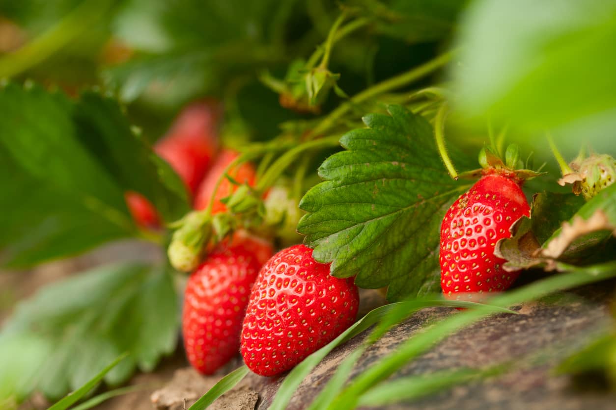 strawberries on the vine