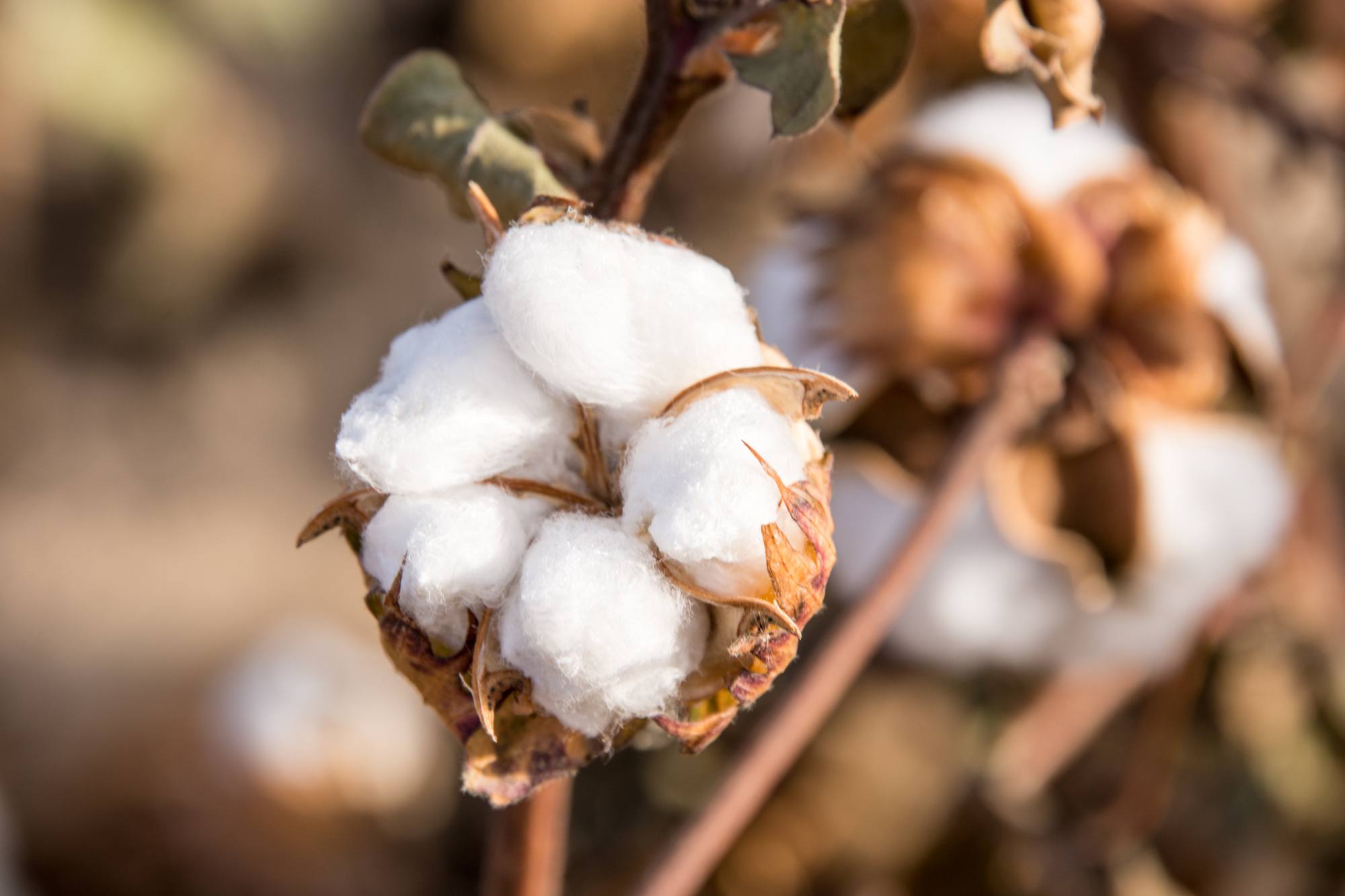 Cotton Bolls on the Plant