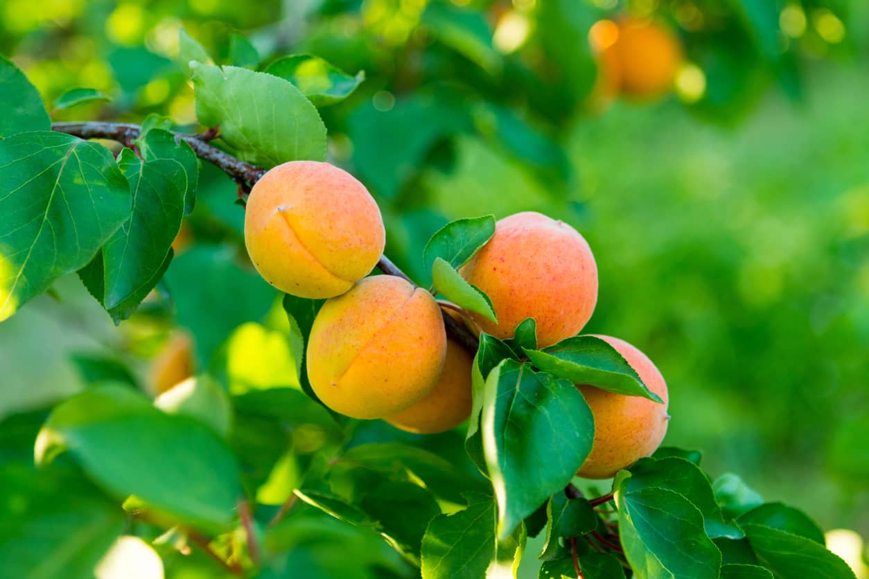 Peaches on a tree