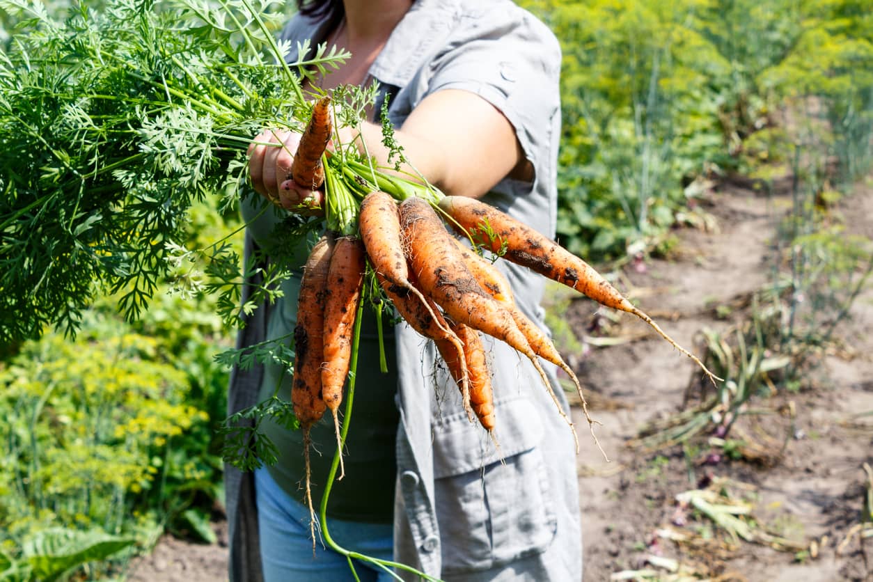 Carrots freshly pulled form the ground