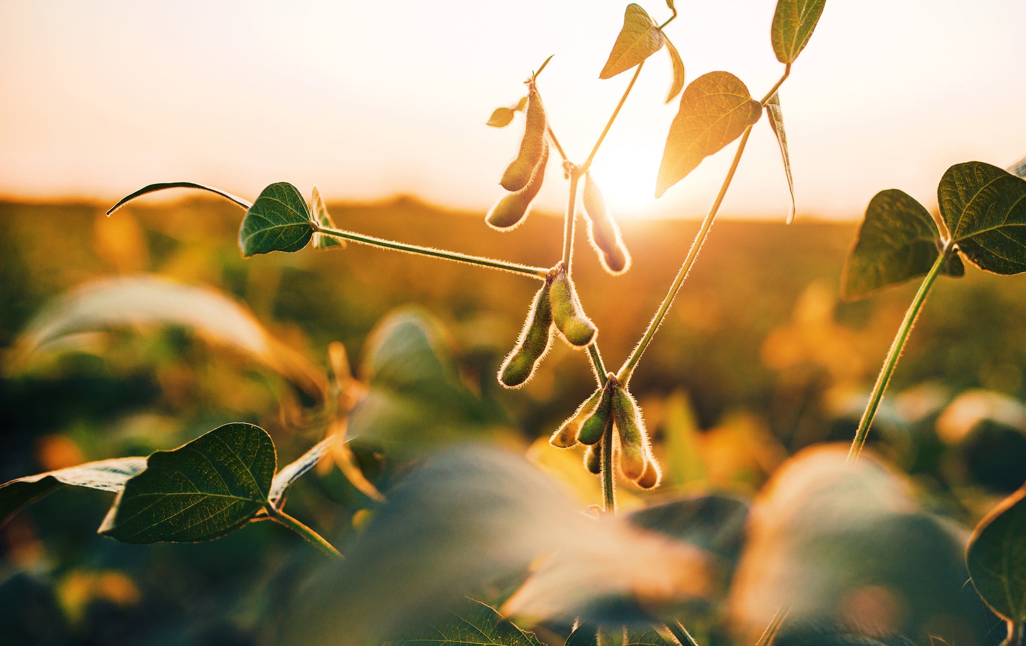 Soybean field