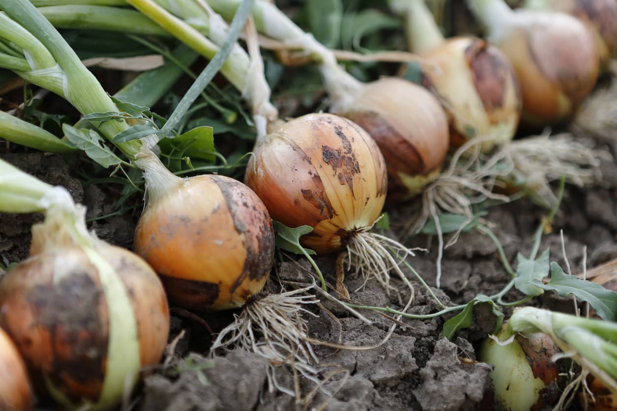 Onions freshly harvested