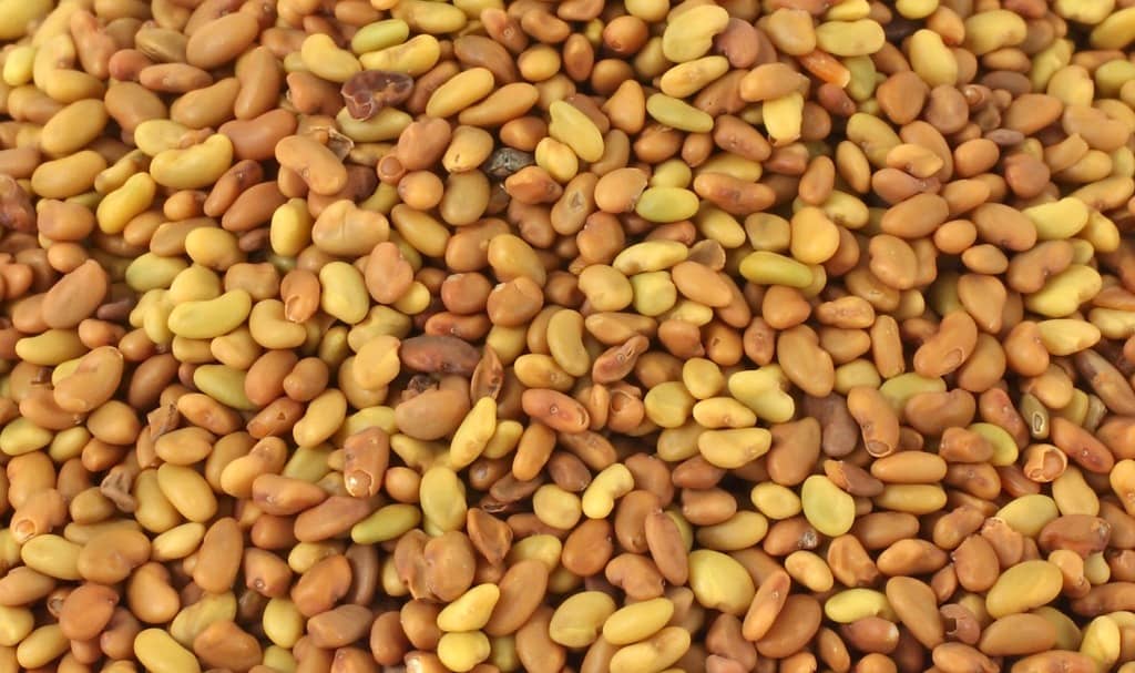 Alfalfa seed pile