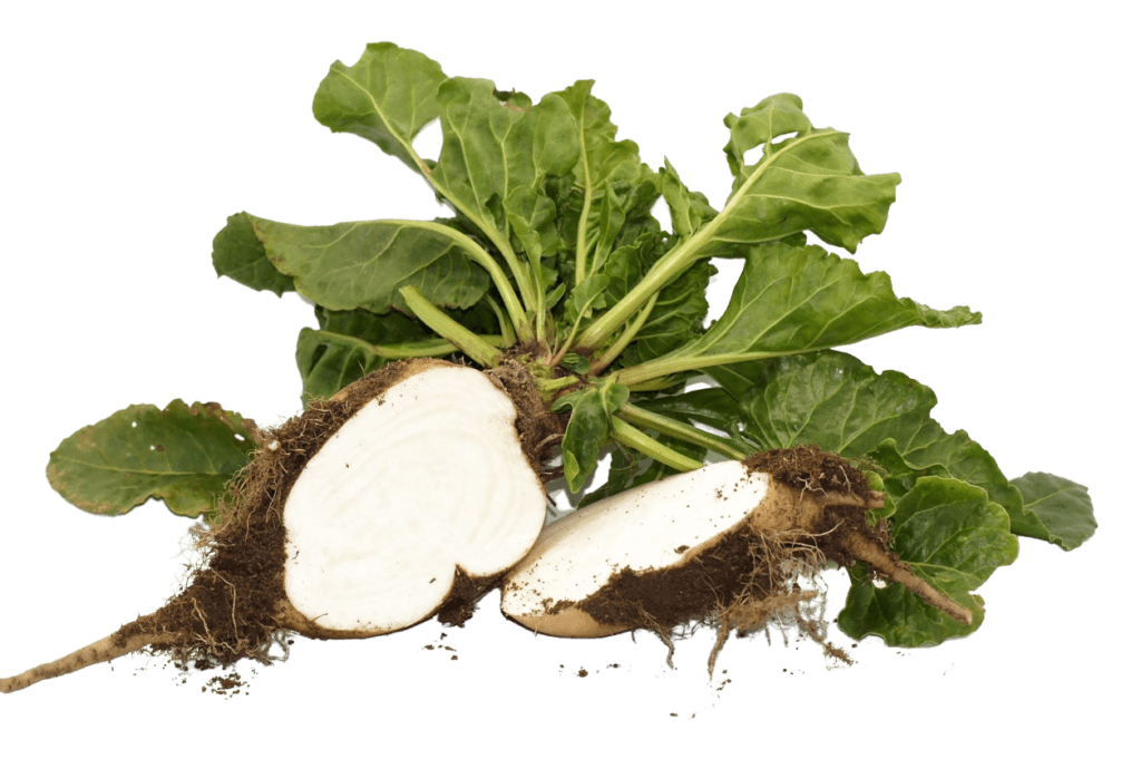 sugarbeets