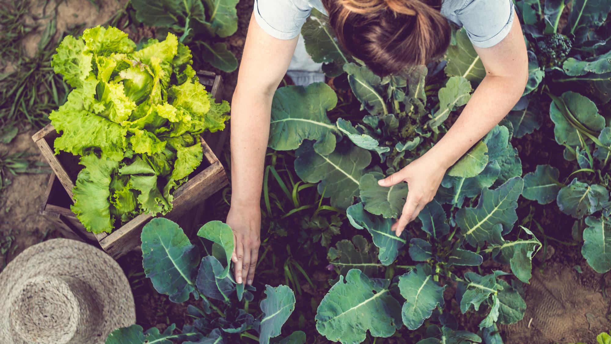 Young Woman Harvesting Home Grown Lettuce