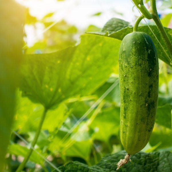 Cucumber in the garden