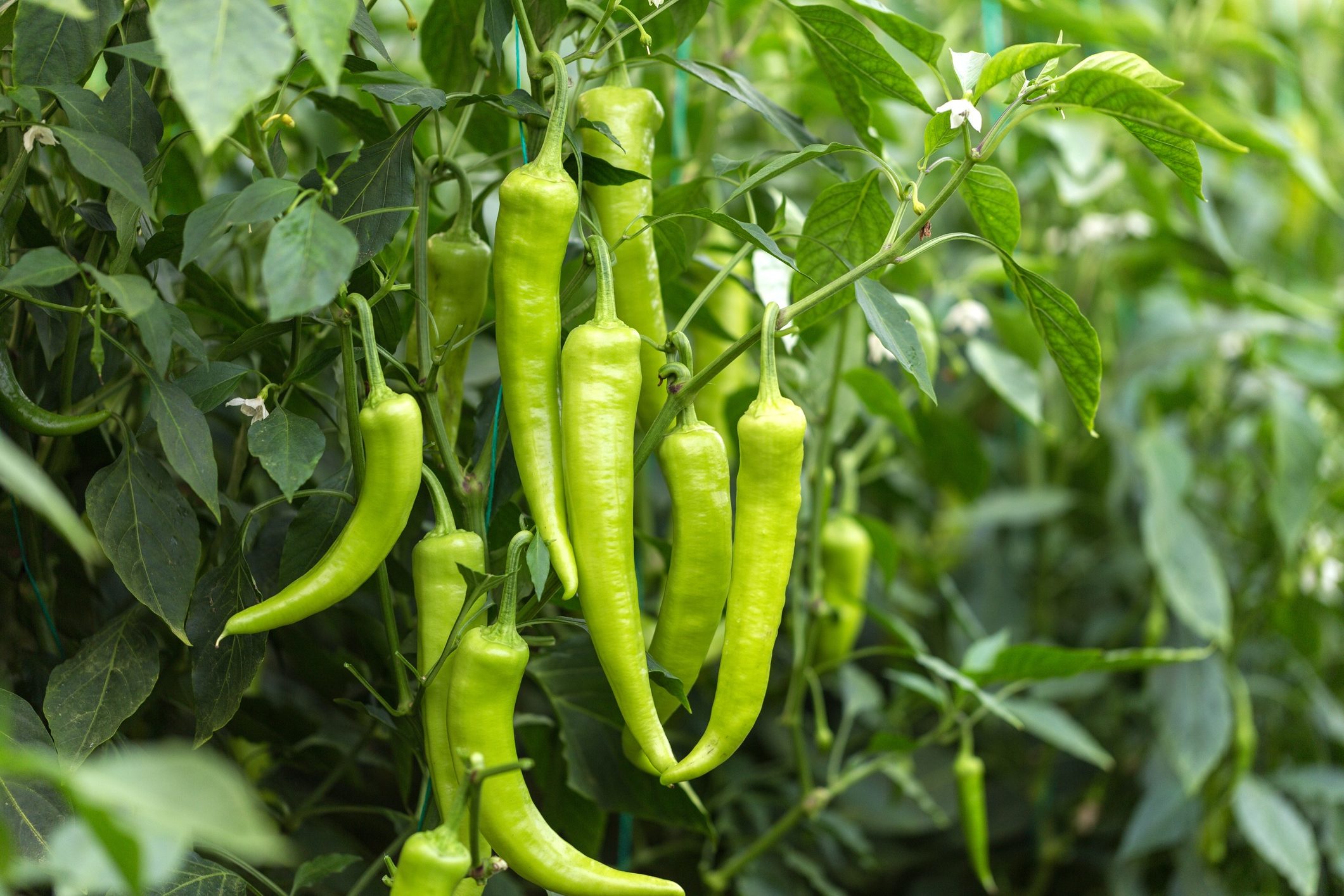 green chilli on farm field