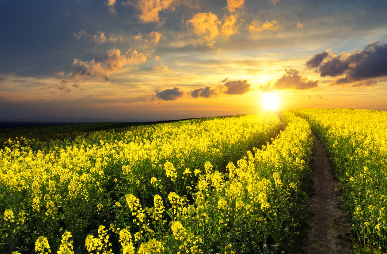 Rapeseed field at sunset