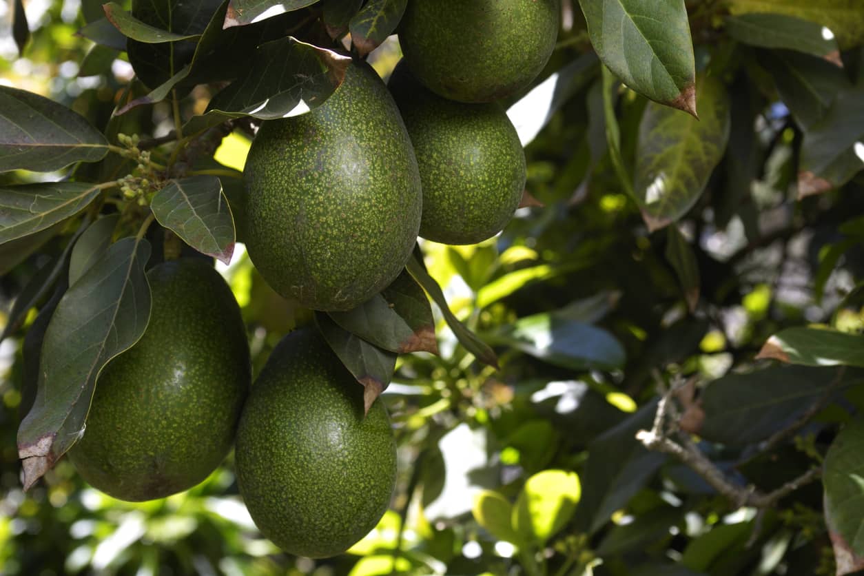 fruit on a tree