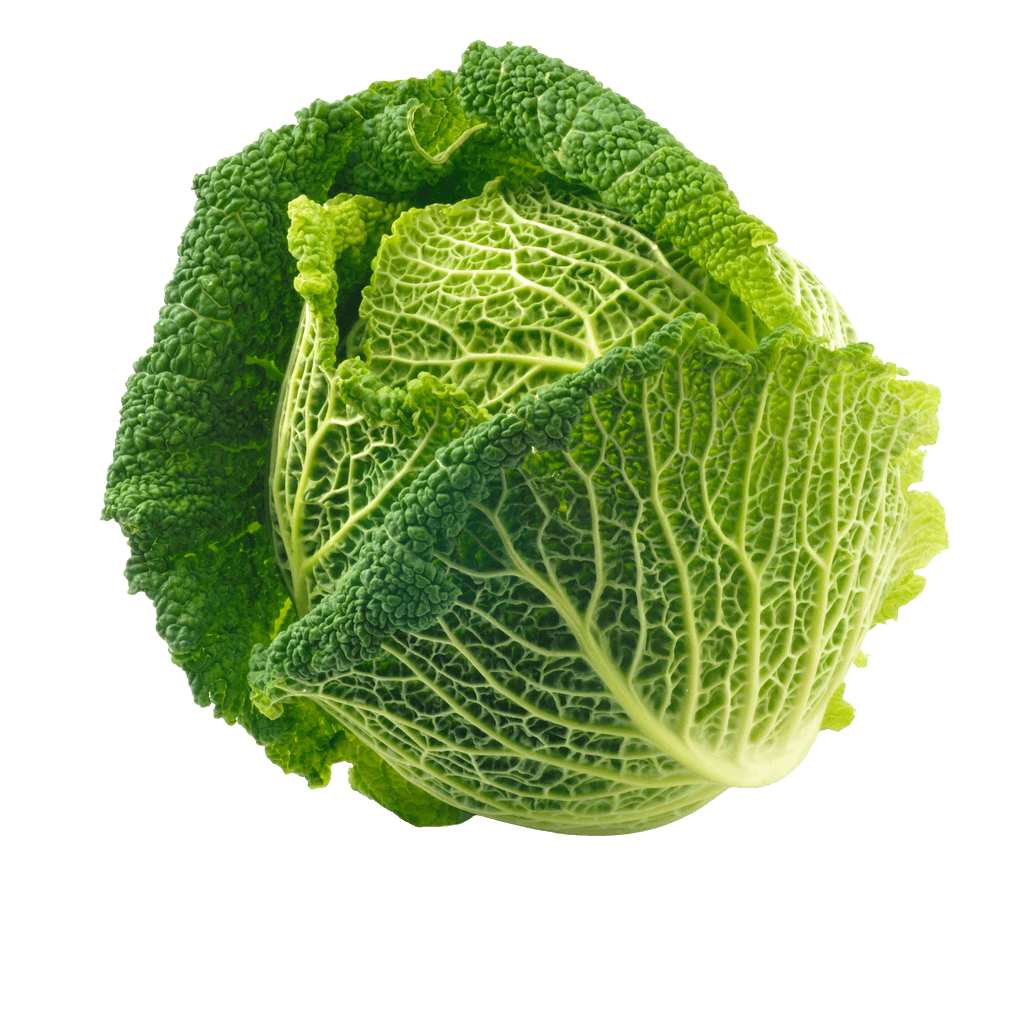 Cabbage