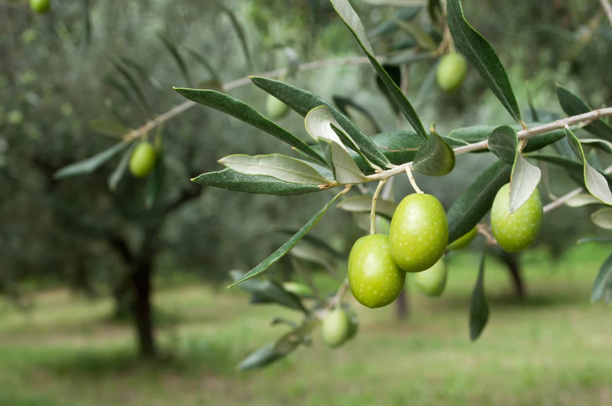 Olives on a branch