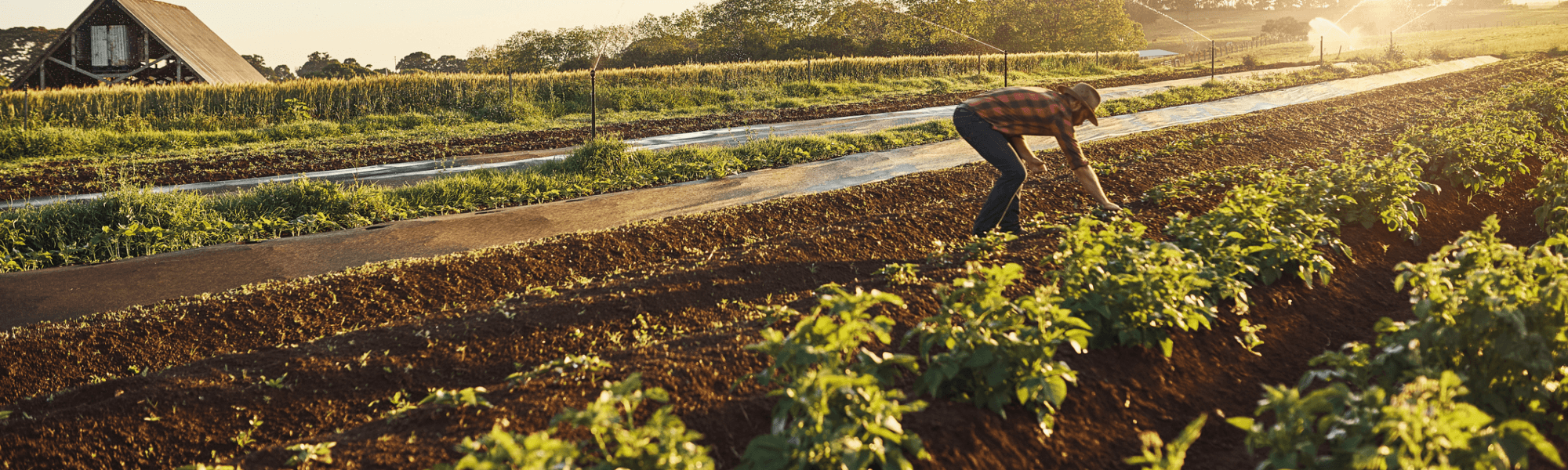 farmer in the field