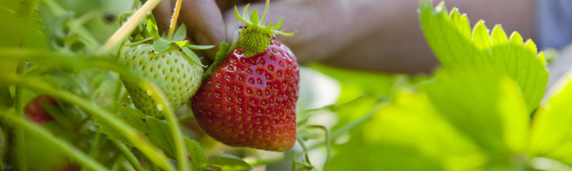 Summer Strawberry Picking