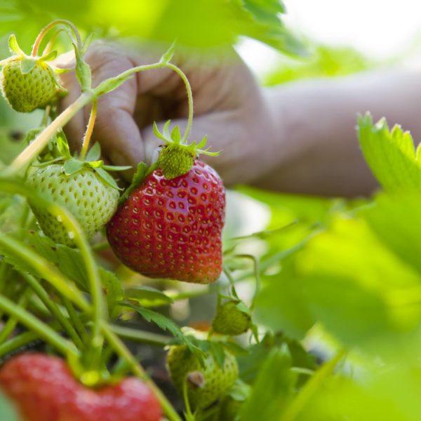 Summer Strawberry Picking