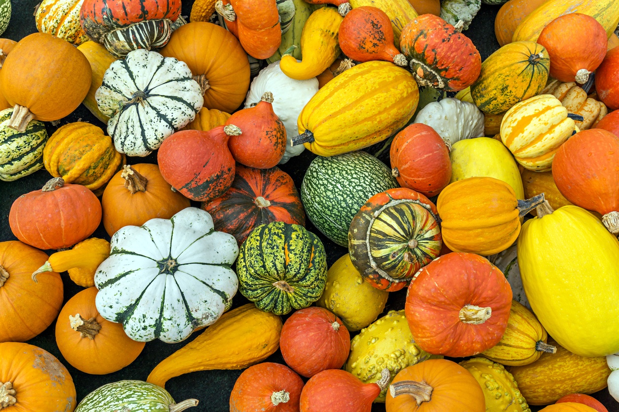 Colorful pumpkins on the floor