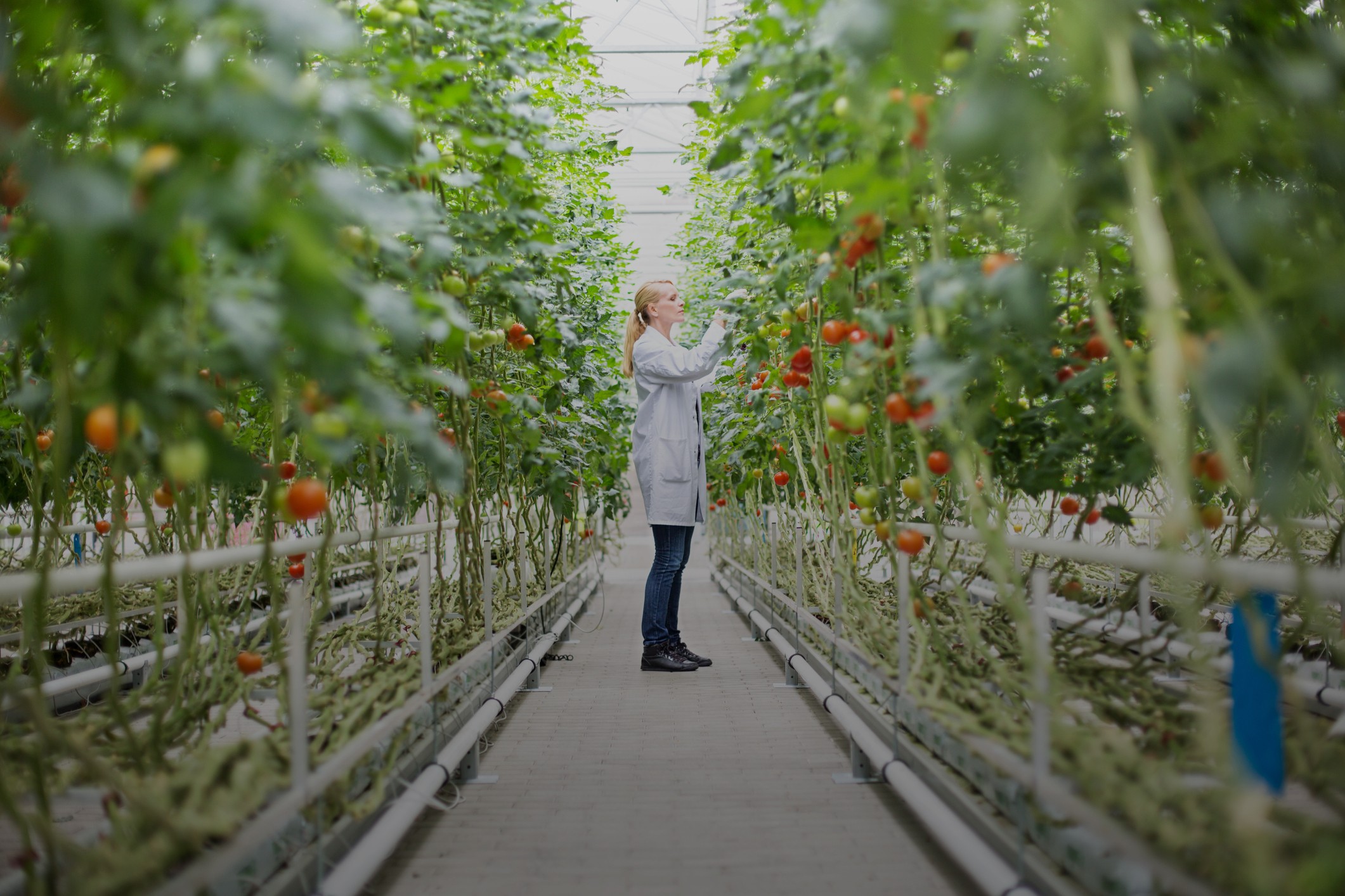 Tomato growth through Miller Chemical Fertilizers