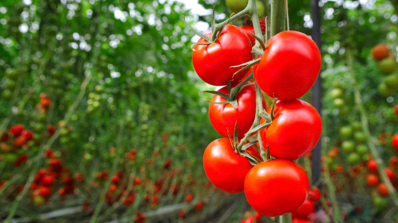 Tomato Greenhouse