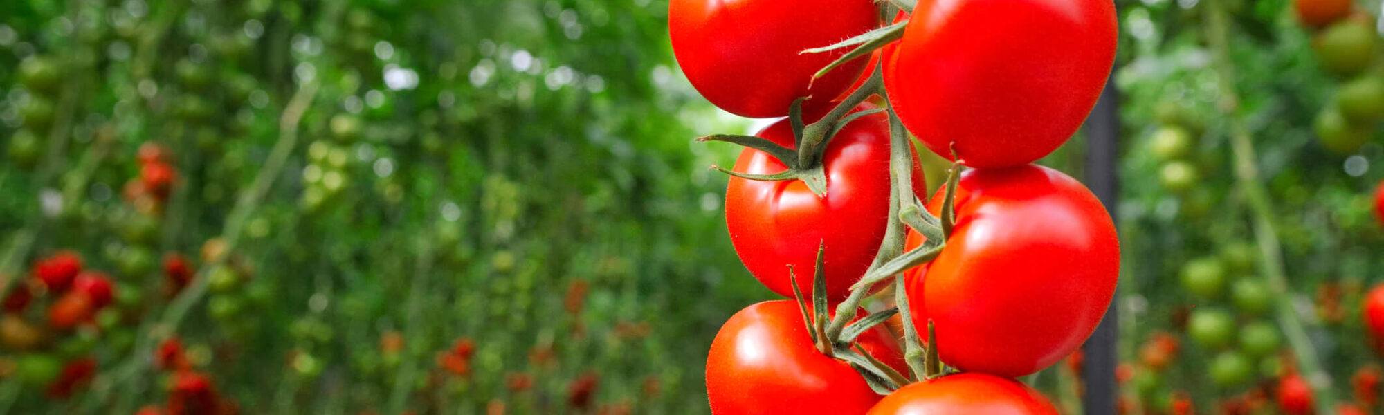 Tomato Greenhouse