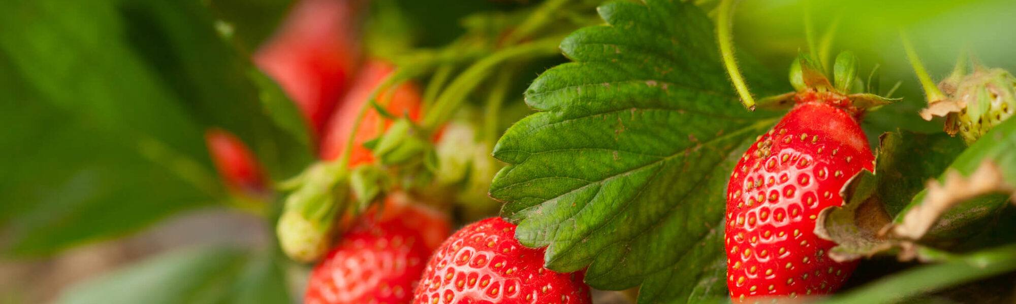 Fresh organic strawberry