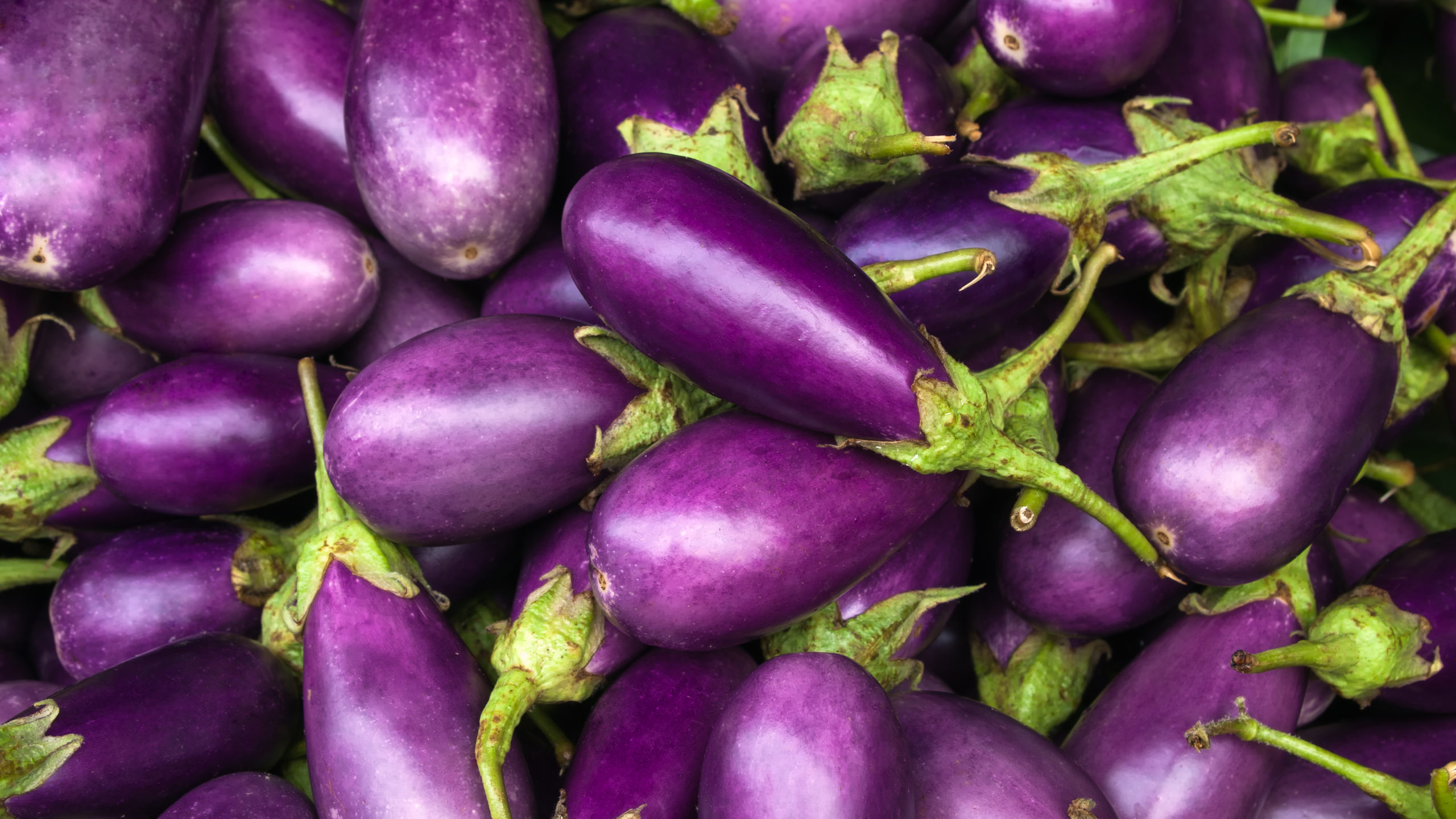 Purple eggplants