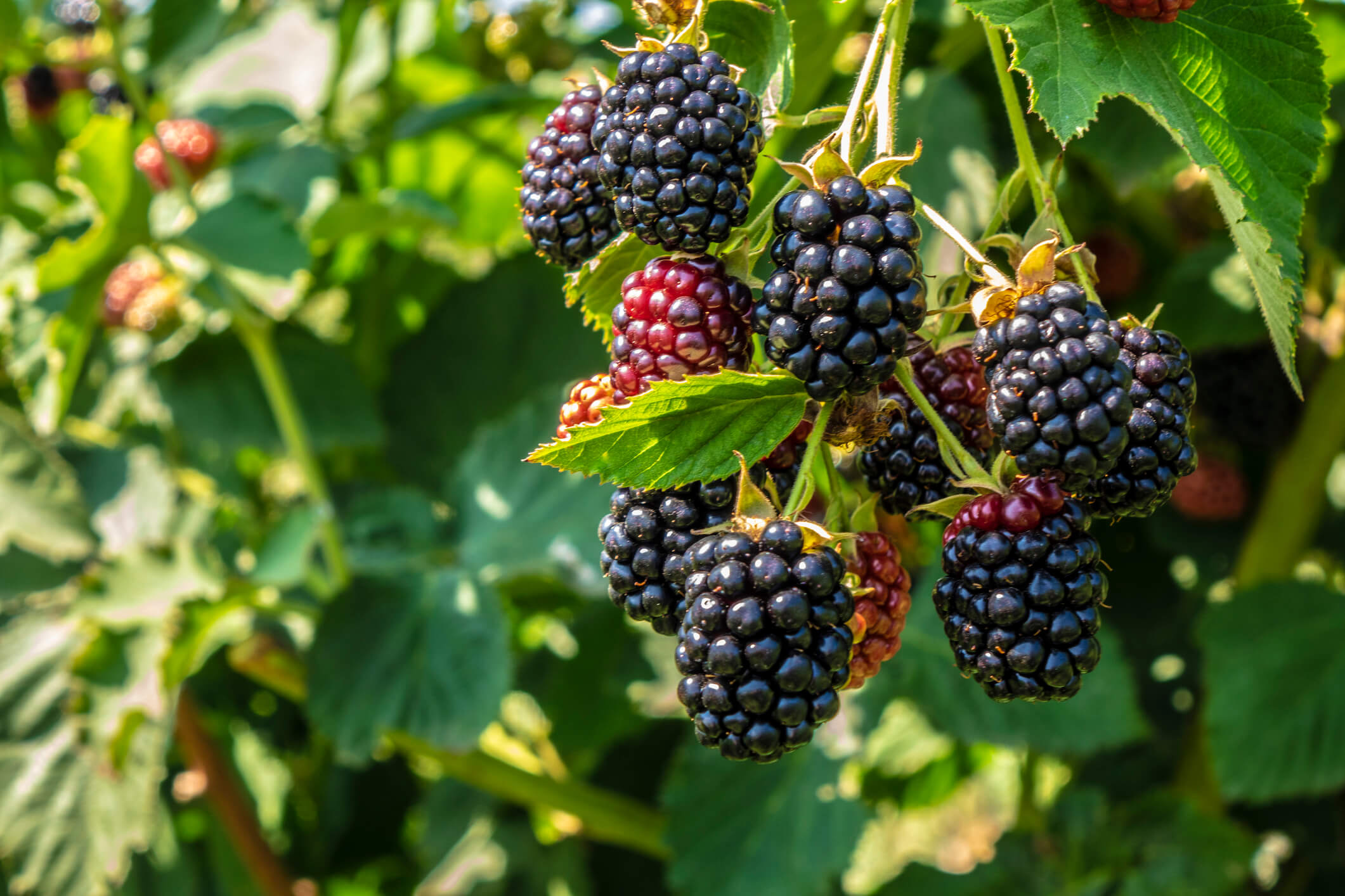 agricultural growing products