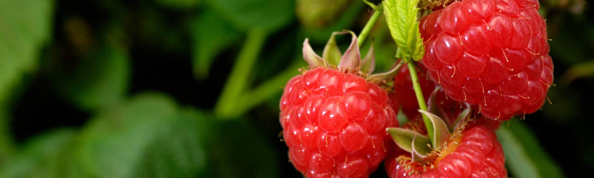 Close-up of Ripening Raspberries on the vine