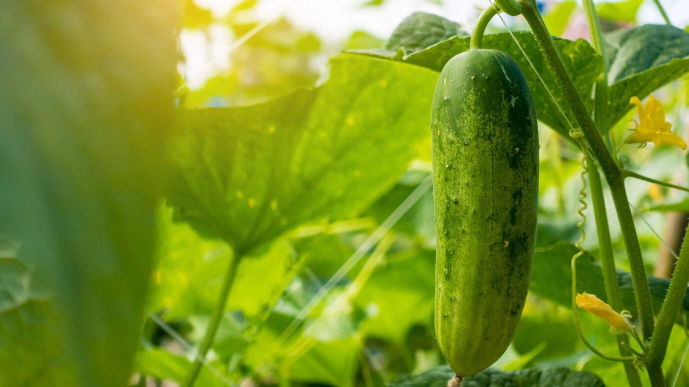 Cucumber in the garden