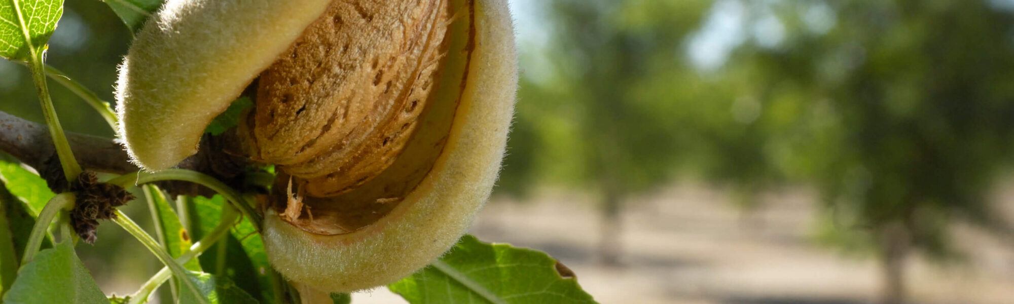 Close-up of Ripening Almonds on Central California Orchard