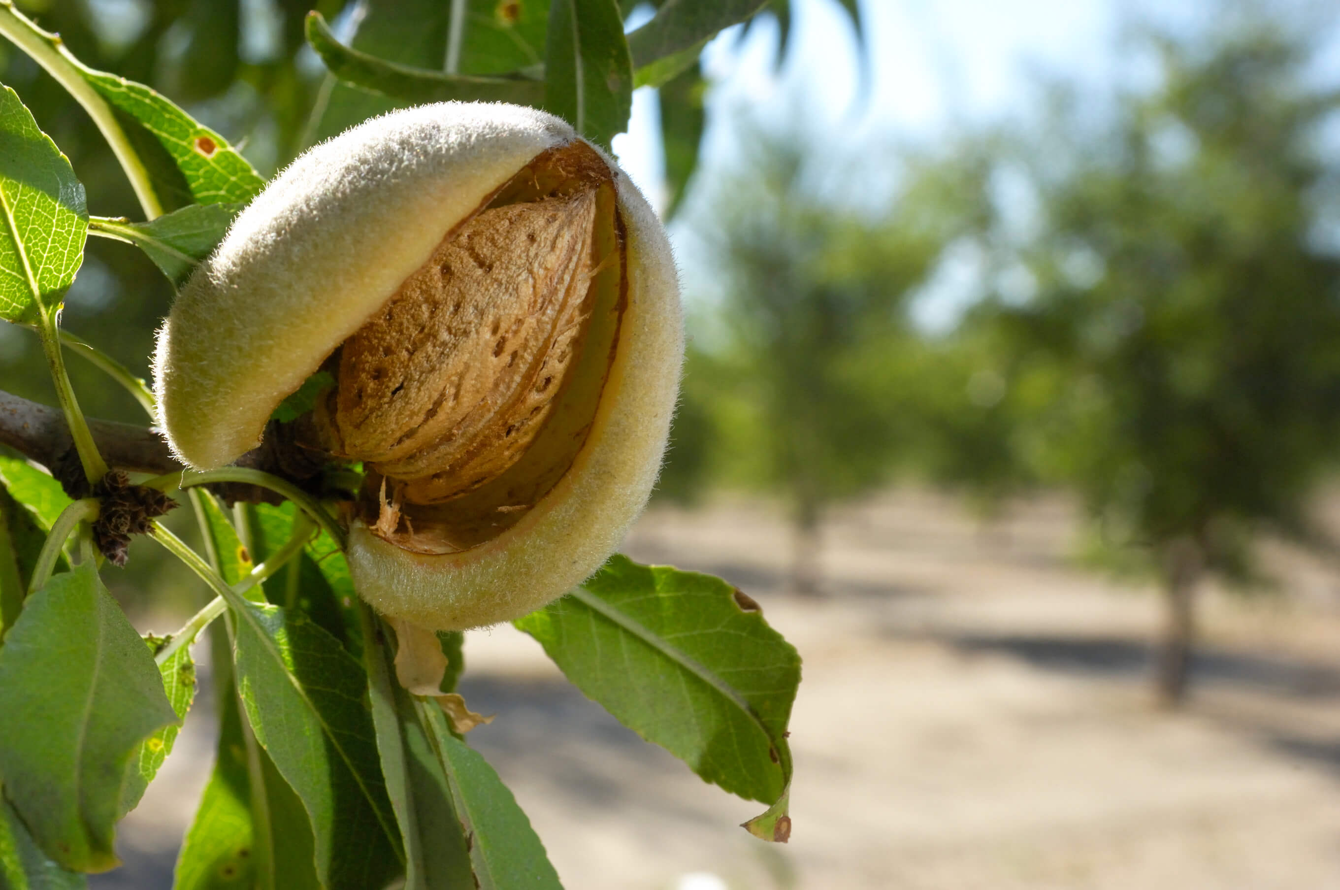 Close-up of Ripening Almonds on Central California Orchard