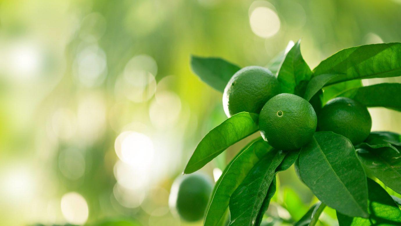 Green lemon tree